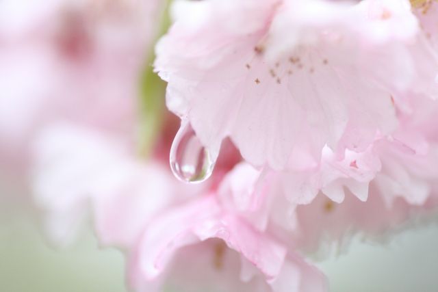 『時雨』とはどんな意味でいつの季語？ことばの由来や俳句などご紹介します！ | あめつちコトノハ