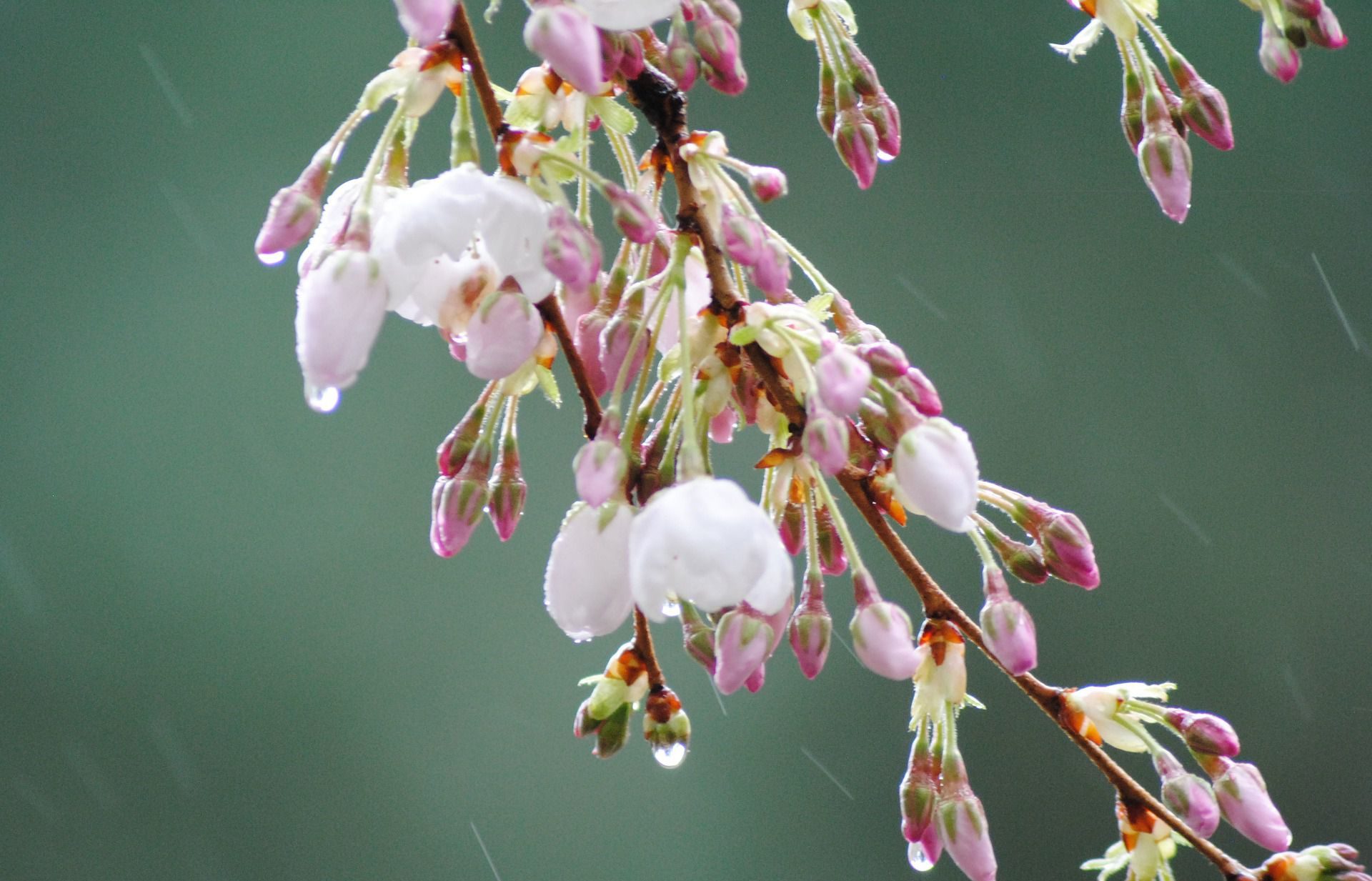 雨の季語 春編 言葉の意味や使い方 春の雨の言葉を一覧にまとめました あめつちコトノハ