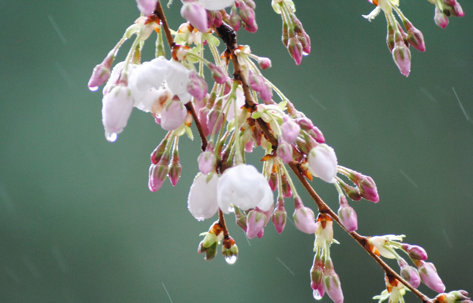 春の 雨 季語