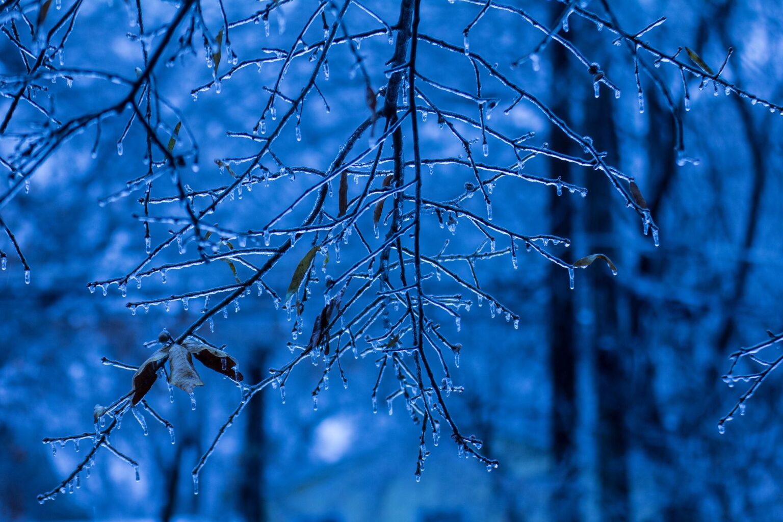 『時雨』とはどんな意味でいつの季語？ことばの由来や俳句などご紹介します！ | あめつちコトノハ