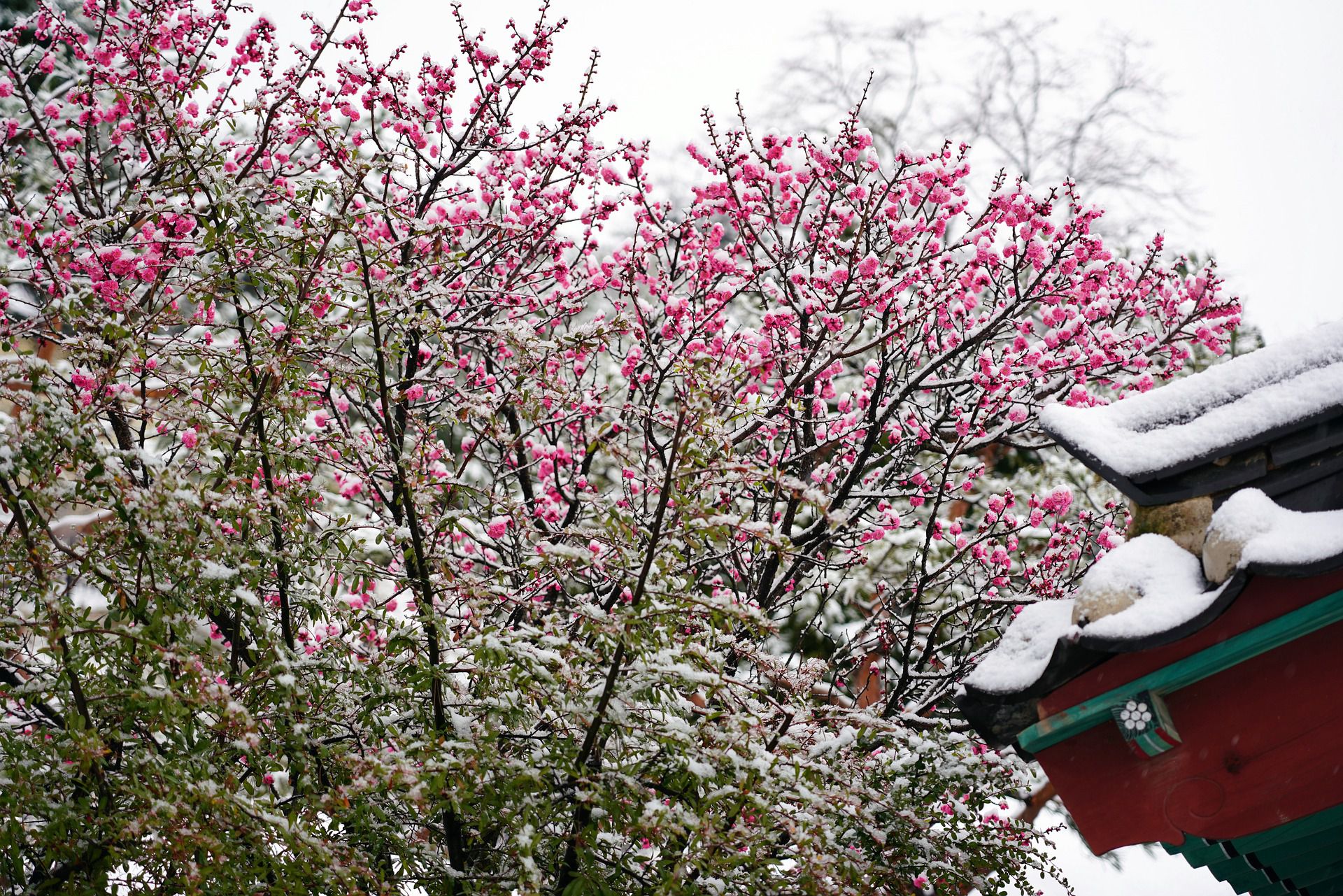 春の季語 俳句一覧 春の雪 俳句100選 春は淡雪や雪解けの季節 あめつちコトノハ
