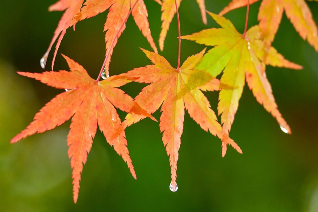 『秋の雨』をあわらす季語を使った俳句をあつめました♪秋は雨の季節。 | あめつちコトノハ